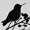 AGoodBird's avatar