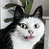 Ahmmeng's avatar