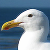 Aidan-Gull's avatar
