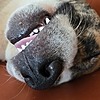 AidenConnor37's avatar