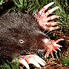 ainfall's avatar