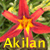 Akilan's avatar