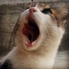 AlbatrosSuvarisi's avatar