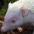 albino-hedgehog's avatar