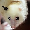 AlbinoFruitBat's avatar