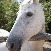 aliyahhorselover's avatar