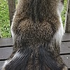 alpha--lemur's avatar