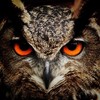 AlphaWolph14's avatar