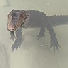 amasonyt8's avatar