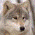 Amberwolf874's avatar