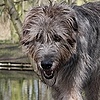 AmericanWolfHound's avatar