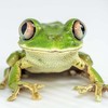 Amphibian7397's avatar