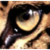 AmurLeopard's avatar