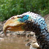 Andalgalornis's avatar