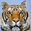 andreww22's avatar