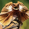 Andurento's avatar