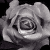 angel-blackrose's avatar