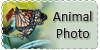 Animal-Photo's avatar