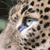 AnimalCare's avatar