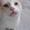 ANNIE-meow's avatar