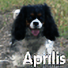 Aprilis's avatar