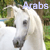 arab-horses's avatar