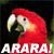 araraplz's avatar