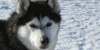 Arctic-Dogs's avatar