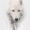 ArcticWolf0709's avatar