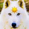 Arcticwolfsoulsun's avatar