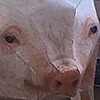 AriTorr0w0's avatar