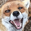 ARPGVulpine's avatar