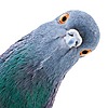 ArtisticPigeon's avatar