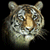 ash-tiger20's avatar