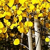 AspenTheTree103's avatar