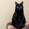 asukakaiou's avatar
