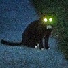 AttaGremlin's avatar