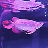 aurowana-adopts's avatar