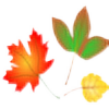 autumncolorplz's avatar