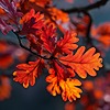 AutumnOfLife's avatar