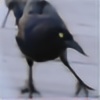 AvianMimus's avatar