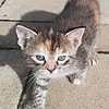 awoteim's avatar