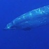 awu4's avatar