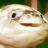 axolotlmouth's avatar