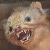 ayalinkx's avatar