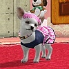 BabbyTheChihuahua's avatar