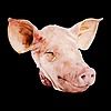 Baphomet-Swine666's avatar