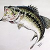 bassproking354's avatar