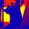 bbqjoe's avatar