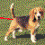 beagleshitslasersplz's avatar